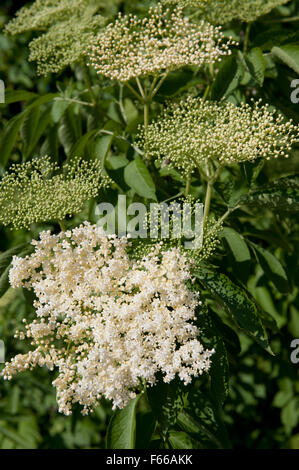 Älteren weißen Blüten Cluster, Sambucus Nigra medizinische Strauch Pflanzen in der Familie Adoxaceae, Laubbaum Blüte... Stockfoto