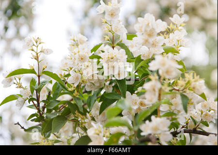 Mock Orange weiße Blüten Nahaufnahme, Philadelphus blühenden Strauch in der Hydrangeaceae Familie, oft verwechseln mit... Stockfoto