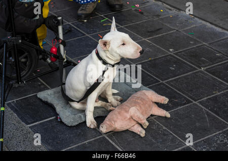 Junge weiße Bullterrier Hund an der Leine, gelangweilt auf der Suche, mit Plüsch Schwein. Stockfoto