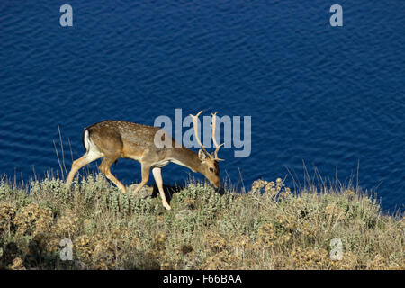 Hirsch mit Geweih, Damwild, SP. Dama Dama, Fütterung von der Vegetation auf Myrinas Burg gegen Blau des Meeres. Limnos, Griechenland Stockfoto