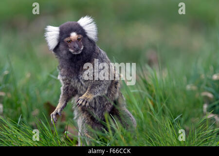 Marmoset (Callithrix Jacchus) Stockfoto