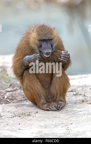 Guinea-Pavian (Papio Papio) Stockfoto