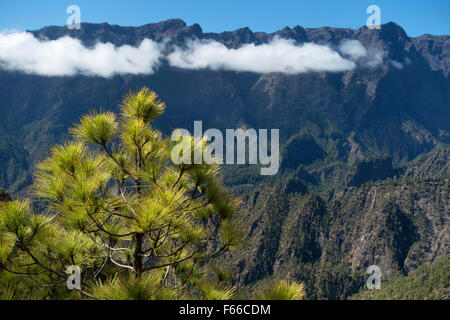 La Cumbrecita in den Parque Nacional De La Caldera de Taburiente National Park, La Palma, Kanarische Inseln, Spanien, Europa Stockfoto