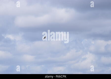 Vogel fliegt hoch in den Himmel Stockfoto