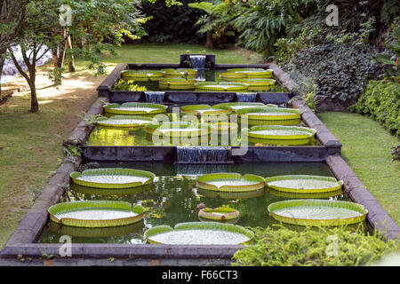 Gigant-Seerose, Nenuphar, Vitoria Regia in Terra Nostra Botanischer Garten. Parque Terra Nostra. Furnas. Sao Miguel Stockfoto