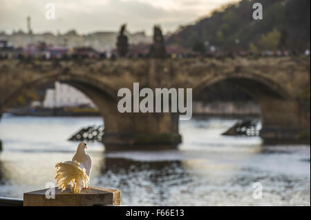 Pfauentaube Taube im Sonnenlicht mit Karlsbrücke in Prag im Hintergrund Stockfoto