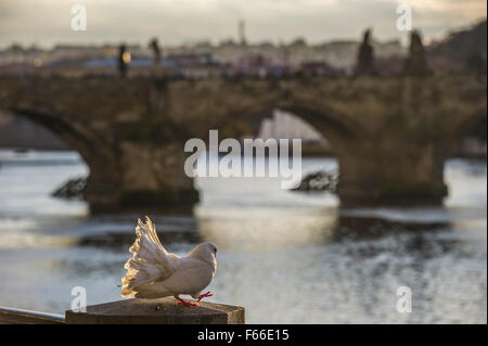 Pfauentaube Taube im Sonnenlicht mit Karlsbrücke in Prag im Hintergrund Stockfoto