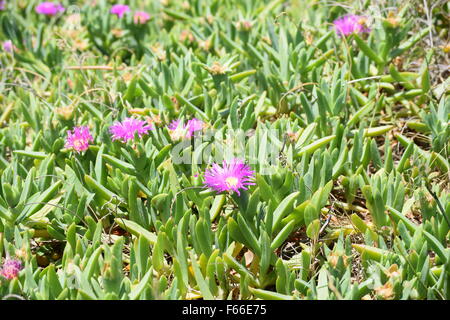 Einheimische Blumen wachsen am Strand an der Ostküste Australiens Stockfoto