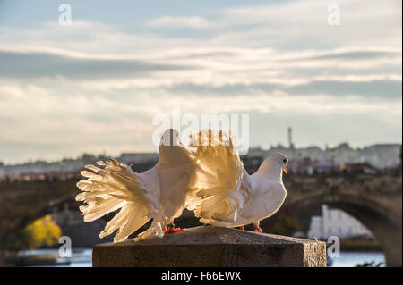 Pfauentaube Taube im Sonnenlicht mit Karlsbrücke in Prag im Hintergrund Stockfoto