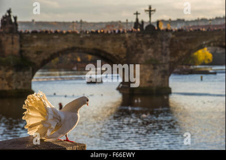 Pfauentaube Taube im Sonnenlicht mit Karlsbrücke in Prag im Hintergrund Stockfoto