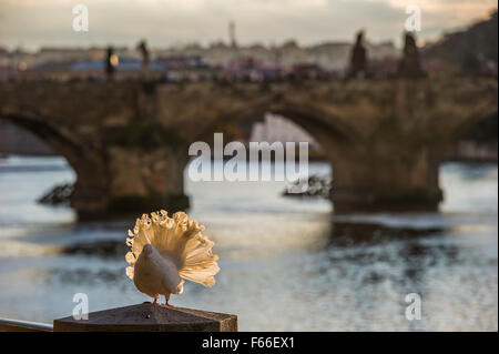 Pfauentaube Taube im Sonnenlicht mit Karlsbrücke in Prag im Hintergrund Stockfoto