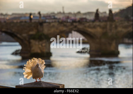 Pfauentaube Taube im Sonnenlicht mit Karlsbrücke in Prag im Hintergrund Stockfoto