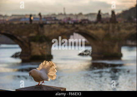 Pfauentaube Taube im Sonnenlicht mit Karlsbrücke in Prag im Hintergrund Stockfoto