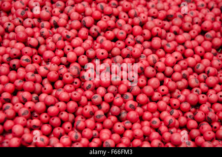 Acai Perlen, in leuchtendem Rot gefärbt Stockfoto