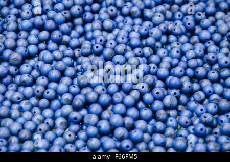 Acai Perlen, gefärbt in leuchtendem Blau Stockfoto