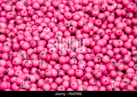 Acai Perlen, gefärbt in leuchtendem pink Stockfoto