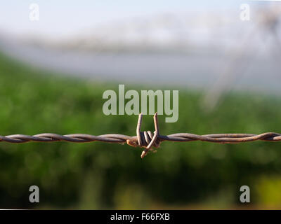 Nahaufnahme von Stacheldrahtzaun Stockfoto