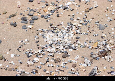 Kieselsteinen und Muscheln am Strand, Bundaberg, Queensland, Australien Stockfoto