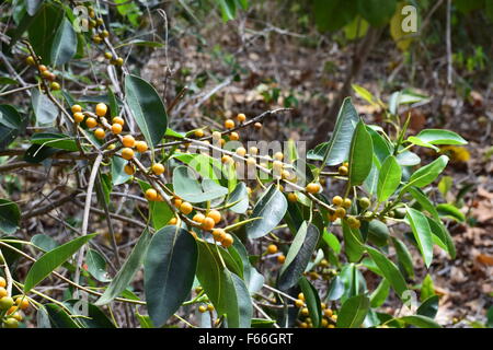 Baum mit gelben Beeren wachsen natürlich an einem abgelegenen Ort, während die wunderschöne Naturlandschaft von Neuseeland zu erkunden Stockfoto
