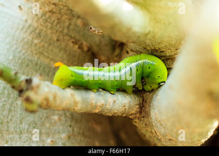 grünen Wurm sind Klettern auf Ast im Garten Stockfoto