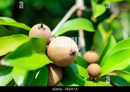 Reifende Sapodilla Früchte in einen Bio-Garten Stockfoto