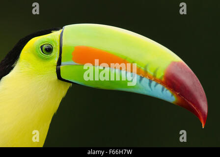 Kiel-billed Toucan Porträt mit schwarzem Hintergrund Stockfoto