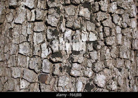 Ein schönes Muster eines alten Baumes Rinde Stockfoto