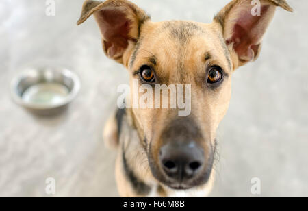 Hundenapf ist ein Hund starrte rechts auf dich gespannt auf sein Essen. Stockfoto