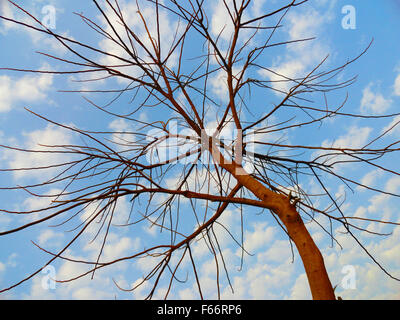 Baum im Autmn gegen blauen Wolkenhimmel Stockfoto