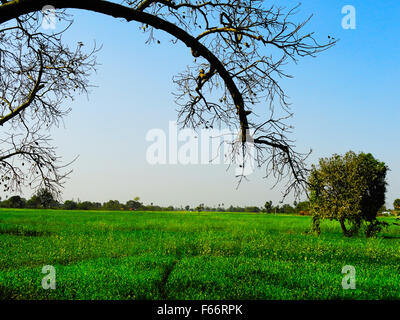 Dorf-Landschaft mit grünen Rasen bedeckt Feld Stockfoto