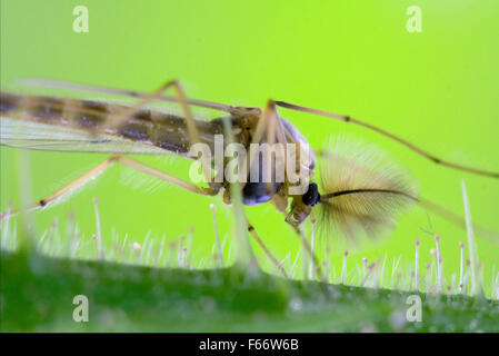 Seite des wilden fliegen Chironomidae Chironomus Riparius Culicidae Culex Mücken auf einen grünen Zweig Stockfoto