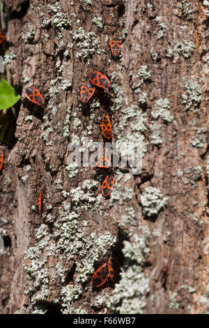 Leuchtkäfer (Pyrrhocoridae) auf einen Stamm von einem Baum, Mecklenburg-Vorpommern, Deutschland Stockfoto