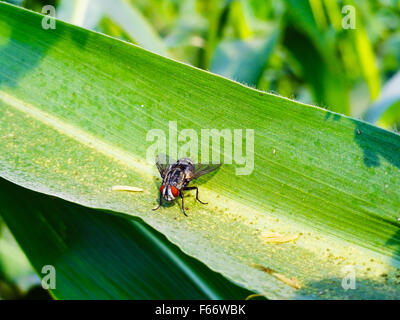 Biene auf Mais Pflanzenblattes bestäuben Stockfoto