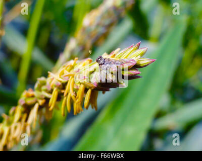 Bienen bestäuben auf Maispflanze Stockfoto