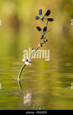 Gebänderten Prachtlibelle Calopteryx splendens Stockfoto