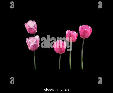 Fünf rosa Tulpen isoliert auf schwarz Stockfoto