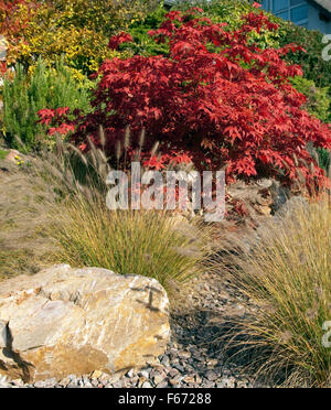 Faecherahorn, Herbst, Acer, Stockfoto