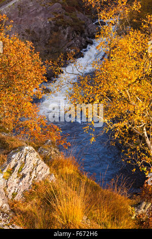 Herbstfarben und Fluss im Doethie Valley, am Zusammenfluss mit dem Upper River Tywi in Mid Wales, Großbritannien im November - Herbstfarben von Bäumen Stockfoto