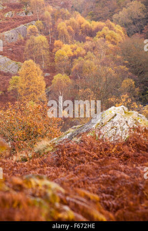 Herbstfarben im Doethie Valley, am Zusammenfluss mit dem Upper River Tywi Towy in Mid Wales, Großbritannien im November - Herbstfarben von Bäumen Stockfoto