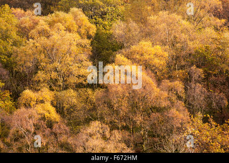 Herbstfarben im Doethie Valley, am Zusammenfluss mit dem Upper River Tywi Towy in Mid Wales, Großbritannien im November - Herbstfarben von Bäumen Stockfoto