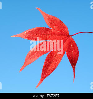 Faecherahorn, Herbst, Acer, Stockfoto