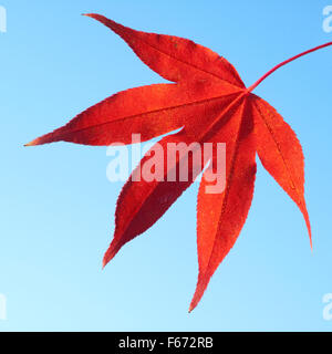 Faecherahorn, Herbst, Acer, Stockfoto