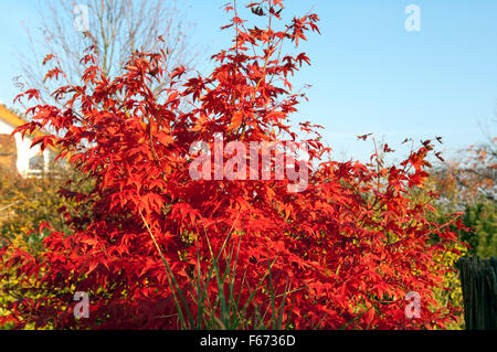 Faecherahorn, Herbst, Acer, Stockfoto