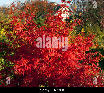 Faecherahorn, Herbst, Acer, Stockfoto