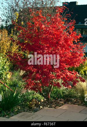 Faecherahorn, Herbst, Acer, Stockfoto