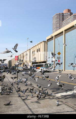 Eine Herde von Tauben in der West 40th Street in der Nähe von Manhattan in New York City, USA. Stockfoto