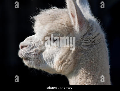 Weiße Alpaka (Vicugna Pacos) umgesteckt im Profil Stockfoto