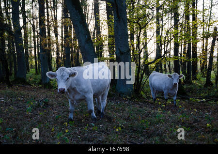 Weiße Neugierige Kühe in der Kamera in einem Wald auf der Suche Stockfoto