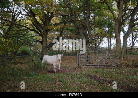 Kuh ist eine offene alte Holztor in den Wäldern im Herbst übergeben. Stockfoto