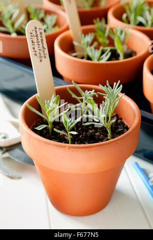 Vermehrung von Lavendel. Topf mit transplantierten Stecklinge. Stockfoto